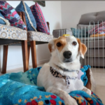 7 sinais de que seu cachorro te ama e demonstra afeto à sua maneira image