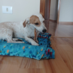 Ossos para cães: como escolher opções mais seguras e saudáveis para o seu cachorro image