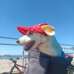 Qual a melhor guia de passeio para cães? Entenda por que o passeio é um dos momentos mais importantes do dia do seu cachorro image