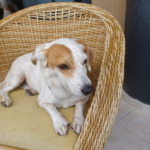 Titulação Vacinal para Cães Sênior: Guia de Proteção, Saúde Intestinal e Imunidade image